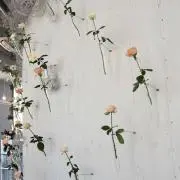 たらこ