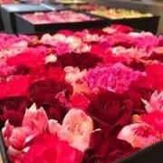 Roseの画像