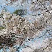 nnの画像