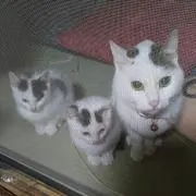 サユリ