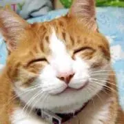 こころ