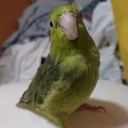 いしかん