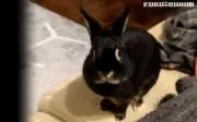 すばるの画像