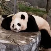 ぽんた