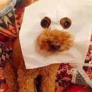 ルルドの画像