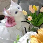 るるの画像