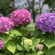 イロトリドリ ※プロフ必読くださいの画像