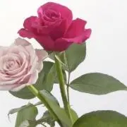 みく1175の画像