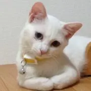 ふーみんの画像
