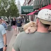wの画像