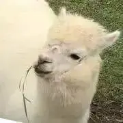 信玄もちの画像