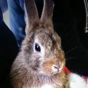 楓