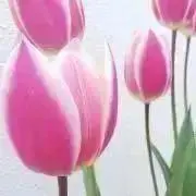 くま☆の画像