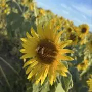ゆいまーるの画像