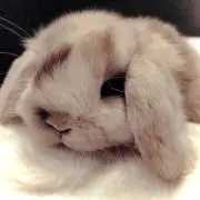 うさぎの画像