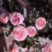 ❤︎の画像