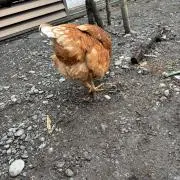 くにまる
