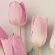 うさぎ事務所の画像