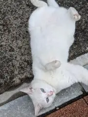 アレ立たずの三輪です