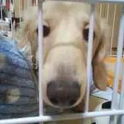 ショコラの画像