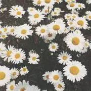 りすの画像