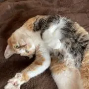 ちよの画像