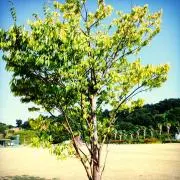 Yggdrasillの画像