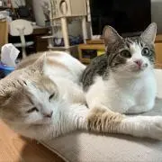 まあの画像
