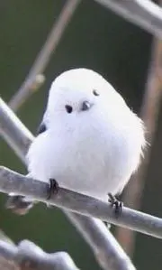 keenの画像
