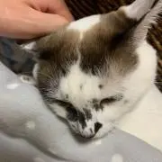 Nomu