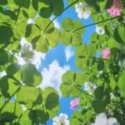 ruruの画像