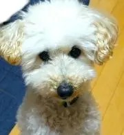 たいPの画像