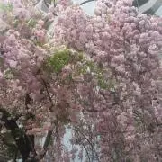 ゆーの画像