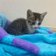 ゆな