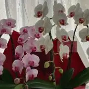 フラワーの画像