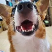 こっぺぱん