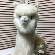 りんこ