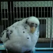 ふうここ