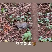 syyの画像