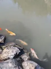 t.の画像