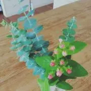 Botanical Life ☆の画像