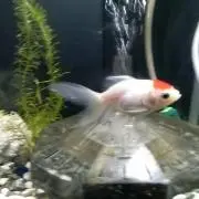ウィルックの画像
