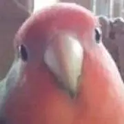 とまぴこの画像