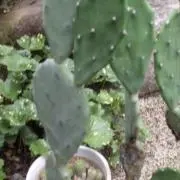 パールの画像