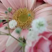 ノンの画像