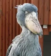 となりのととろの画像