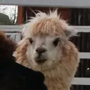 モジの画像