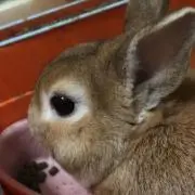 モコたん♪( ´θ｀)の画像