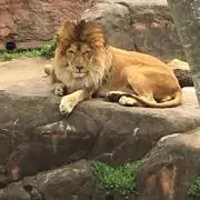 しゅすけ