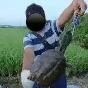 つばくんの画像